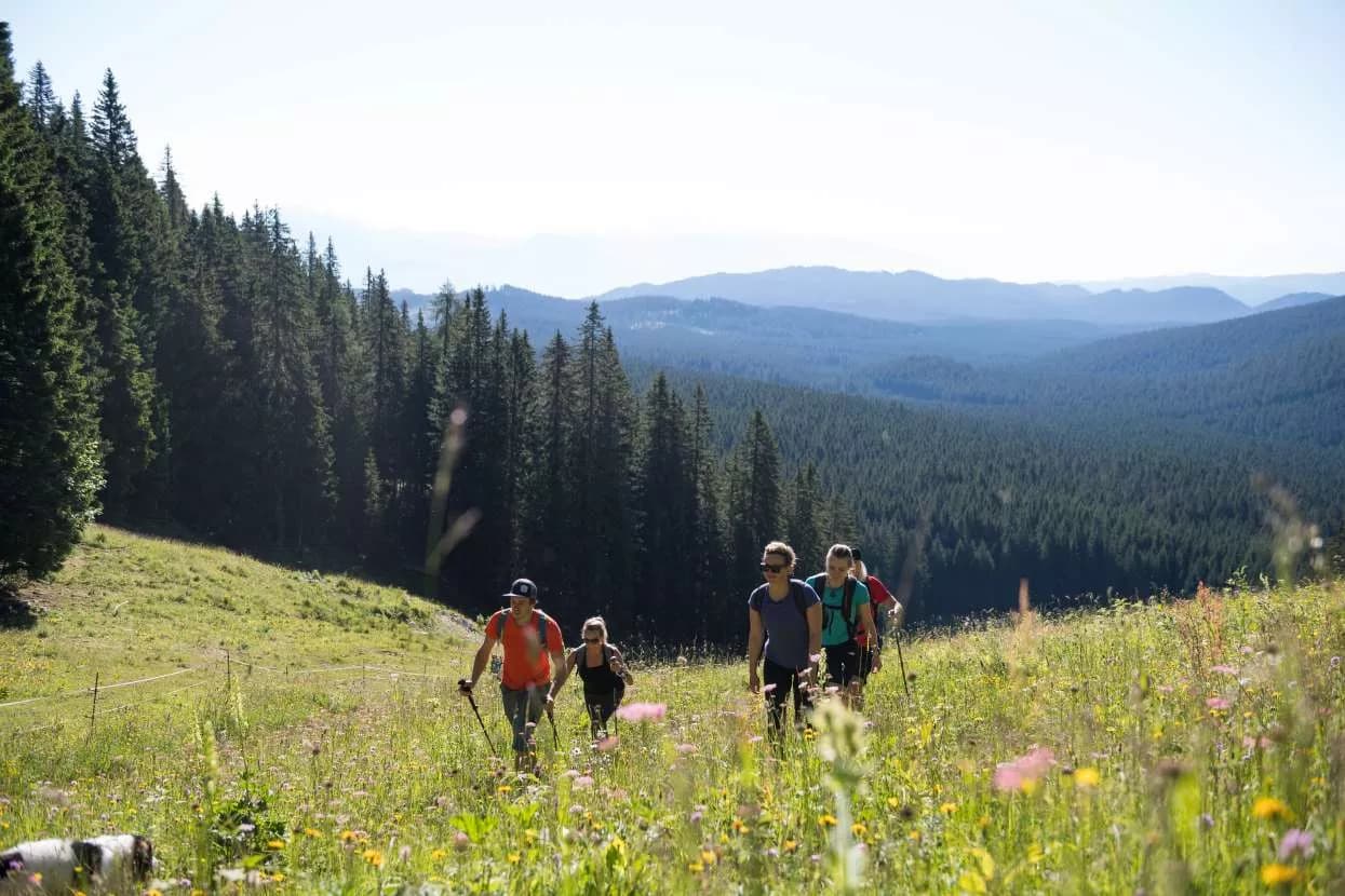 Hikers with poles ascend a flowery meadow on Pokljuka Plateau with forested mountains in background.