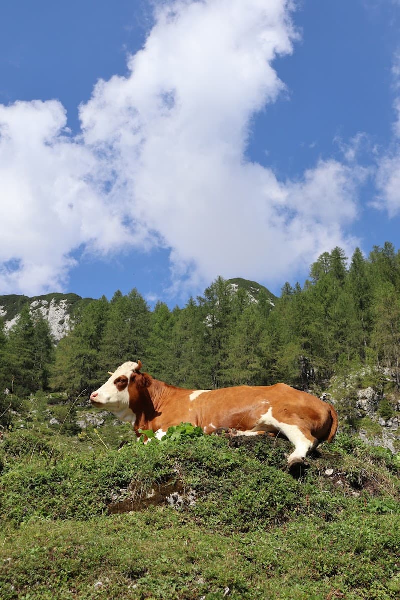 Brown and white cow resting on grassy hillside with pine forest and mountains under blue sky.