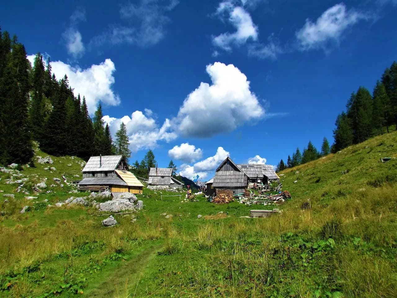 visevnik pasture in summer