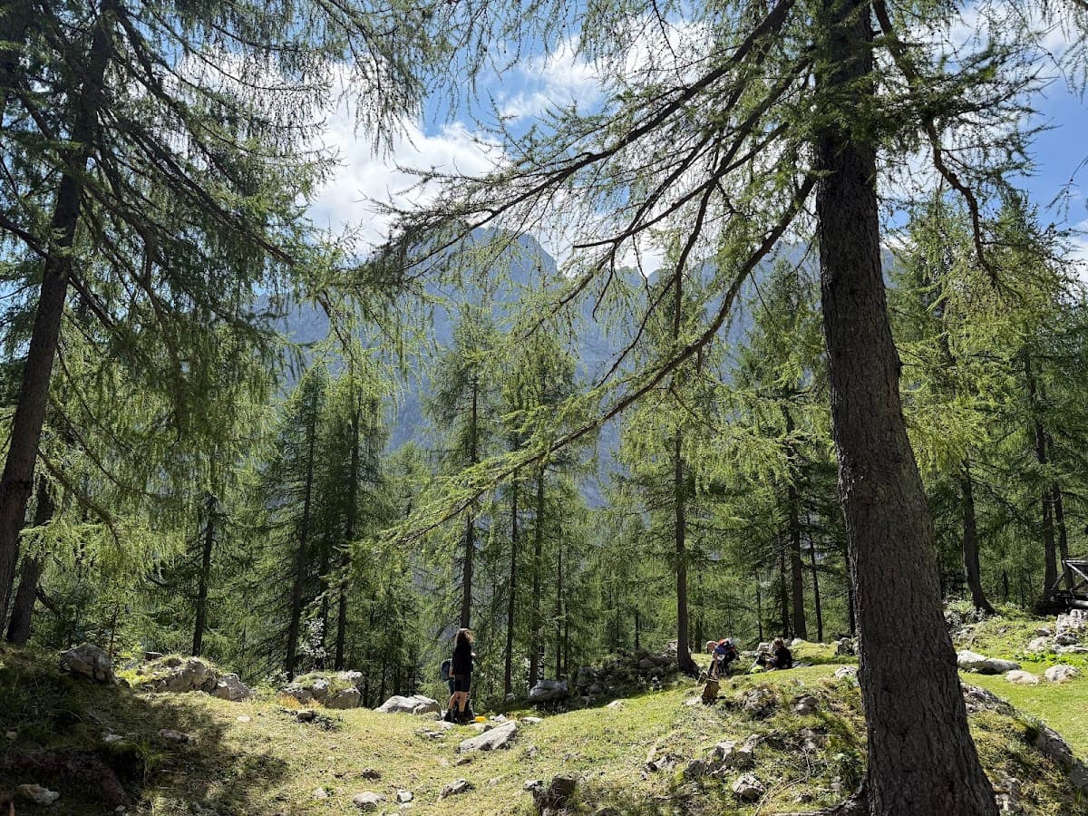 Hikers resting in a sunny clearing within a dense pine forest with mountains in the background.