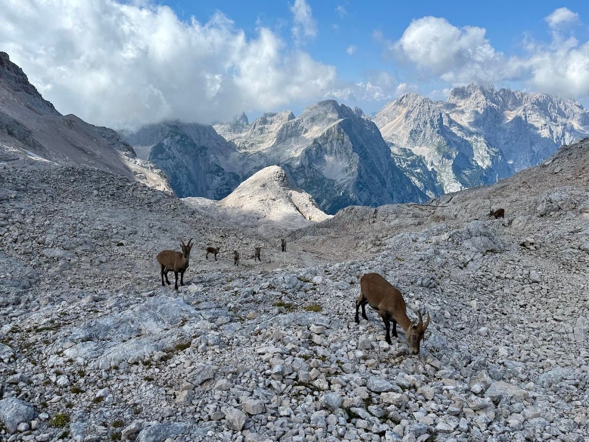 Ibex grazing on rocky alpine terrain with jagged mountains under a cloudy blue sky