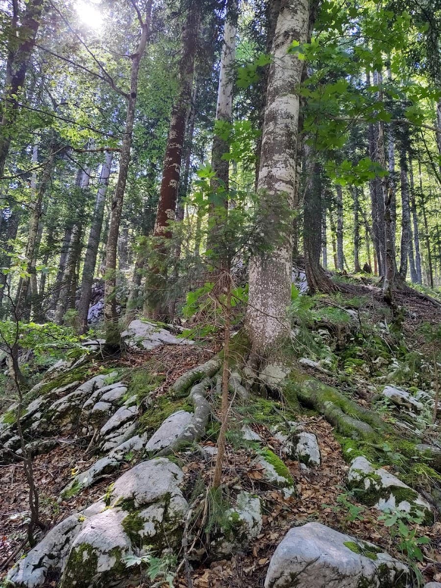 Sunlight filters through dense forest canopy onto mossy rocks and large tree roots on a slope.