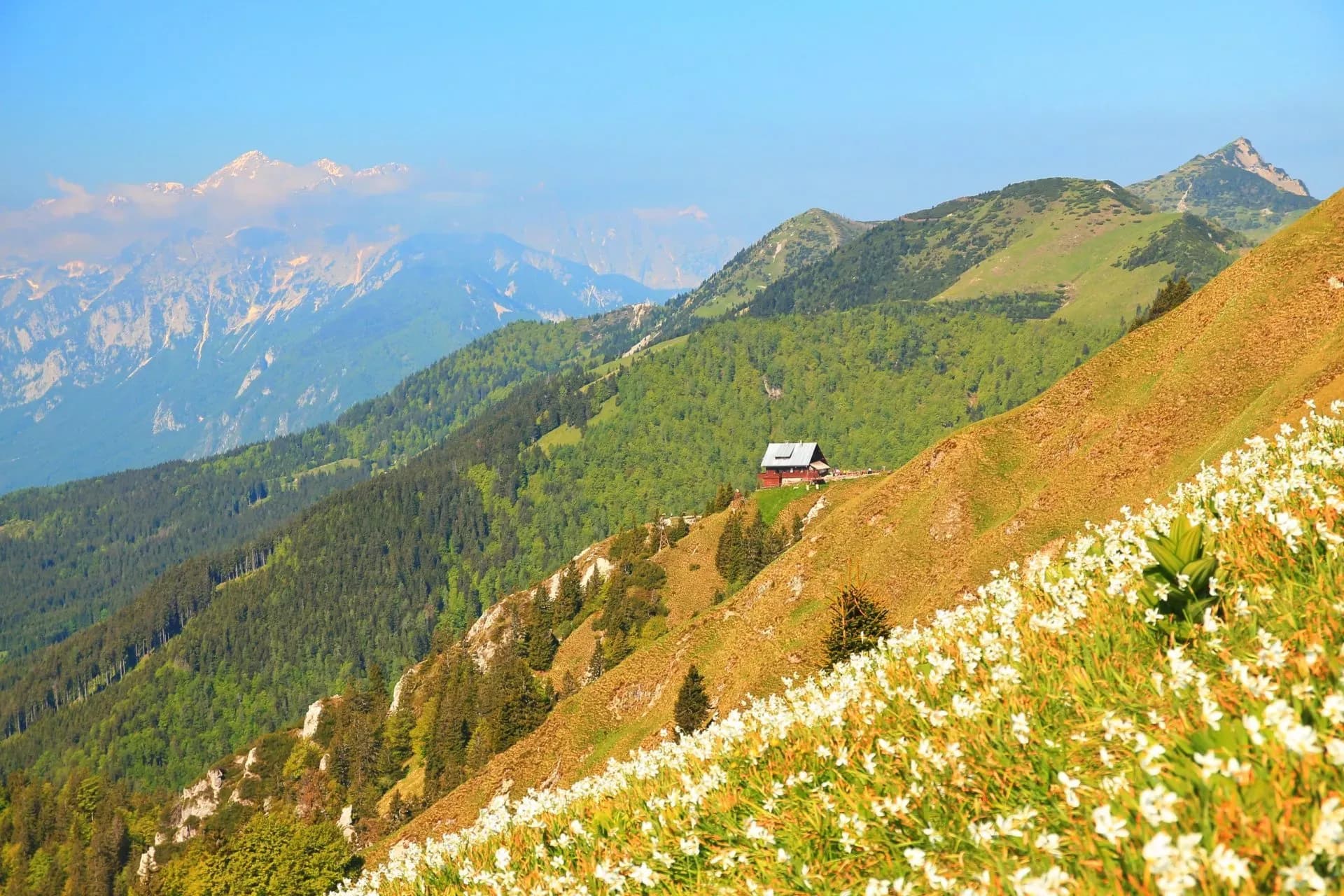 Mountain hut on grassy slope with white flowers, view of distant snowy peaks.