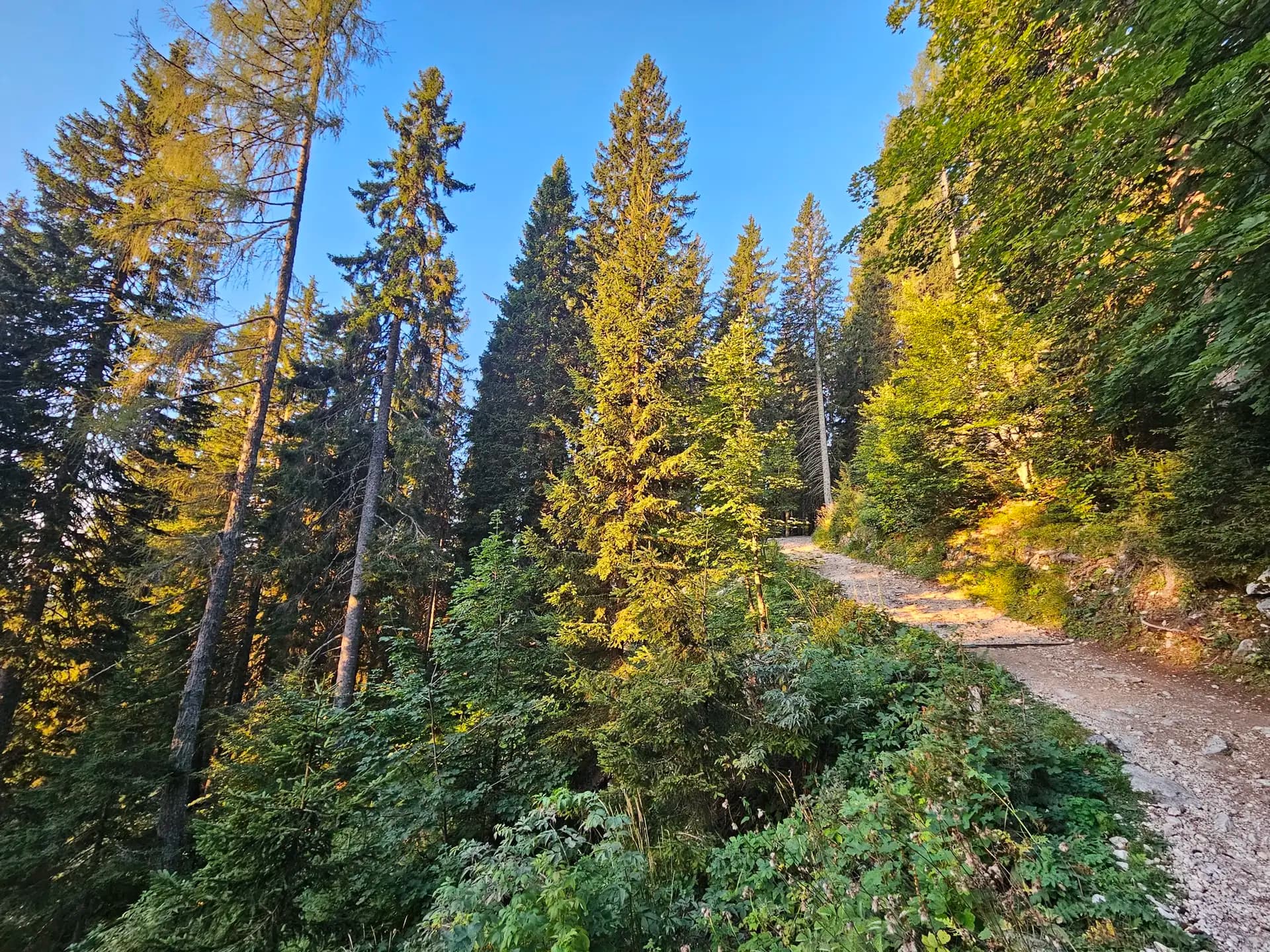 Dirt hiking trail winding through a dense pine forest in the Triglav mountains.