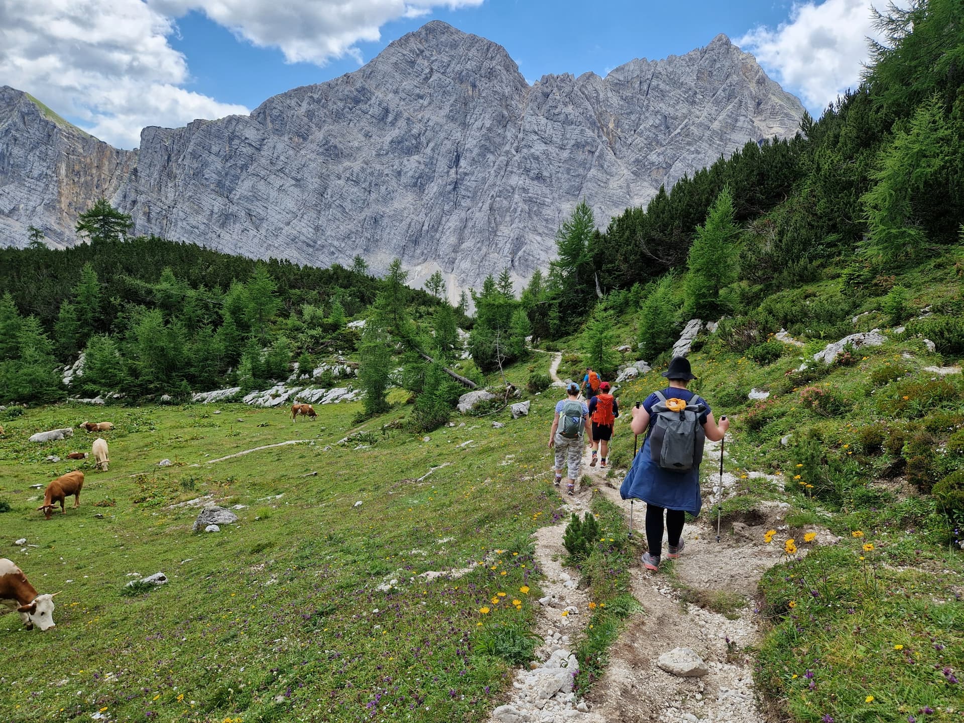 Hikers on alpine meadow trail with cows and rocky mountain peaks