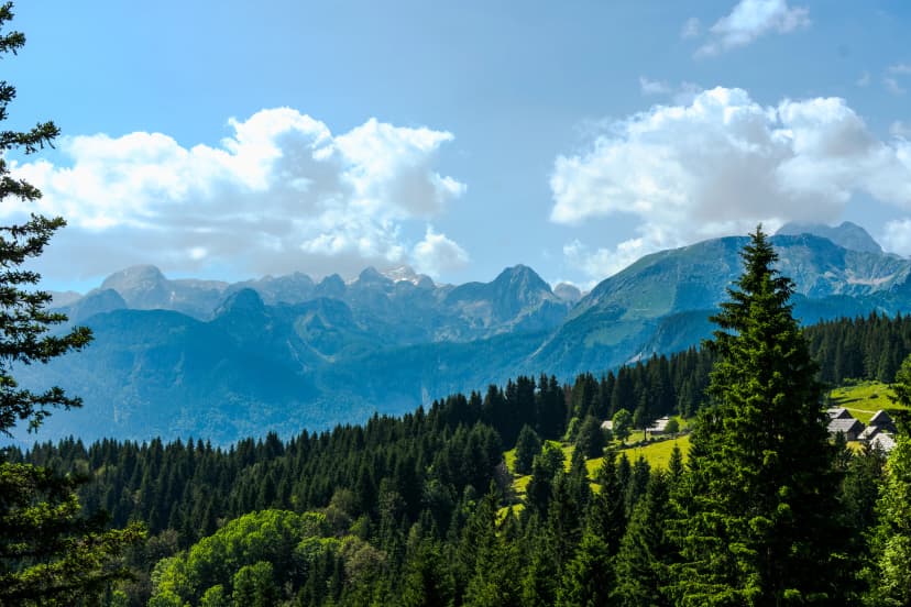 Summer landscape on the Pokljuka Plateau, Triglav National Park. A dark spruce forest leads to sunny alpine meadows and scattered shepherd huts, with the craggy Julian Alps rising behind a blue sky of