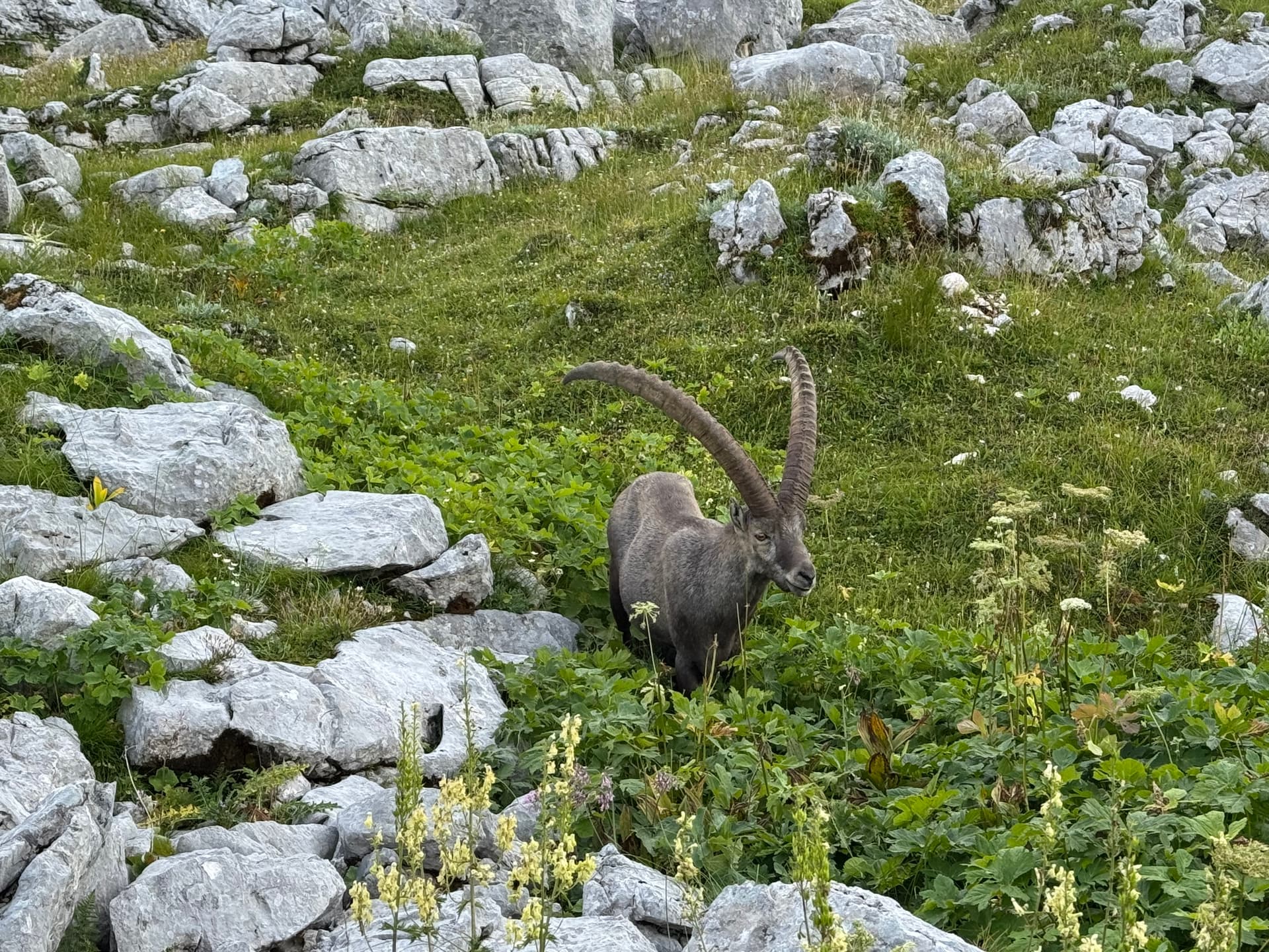 Alpine ibex with large curved horns in rocky green terrain of the Julian Alps