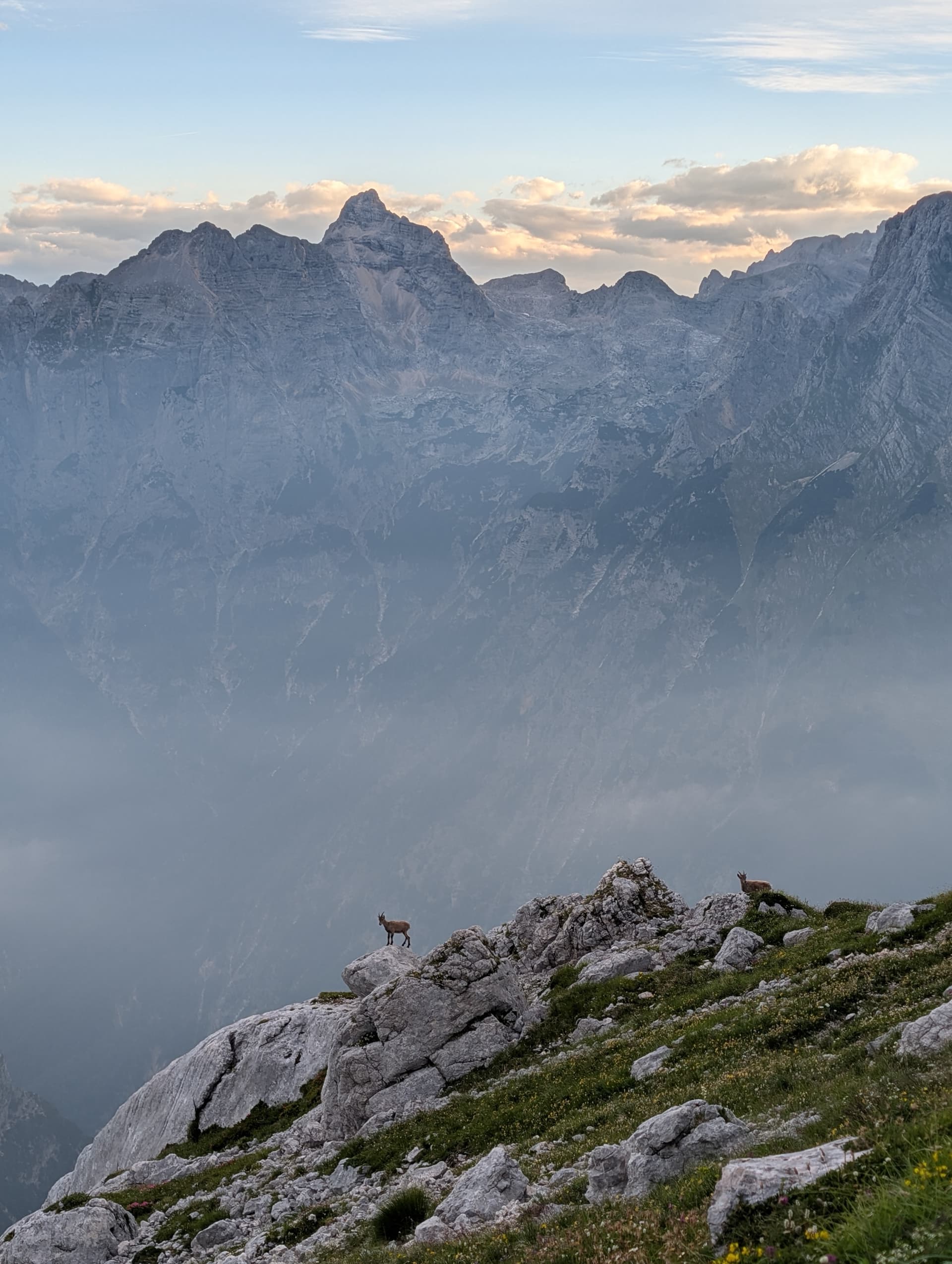 Two ibex standing on rocky terrain below Julian Alps peaks with morning mist
