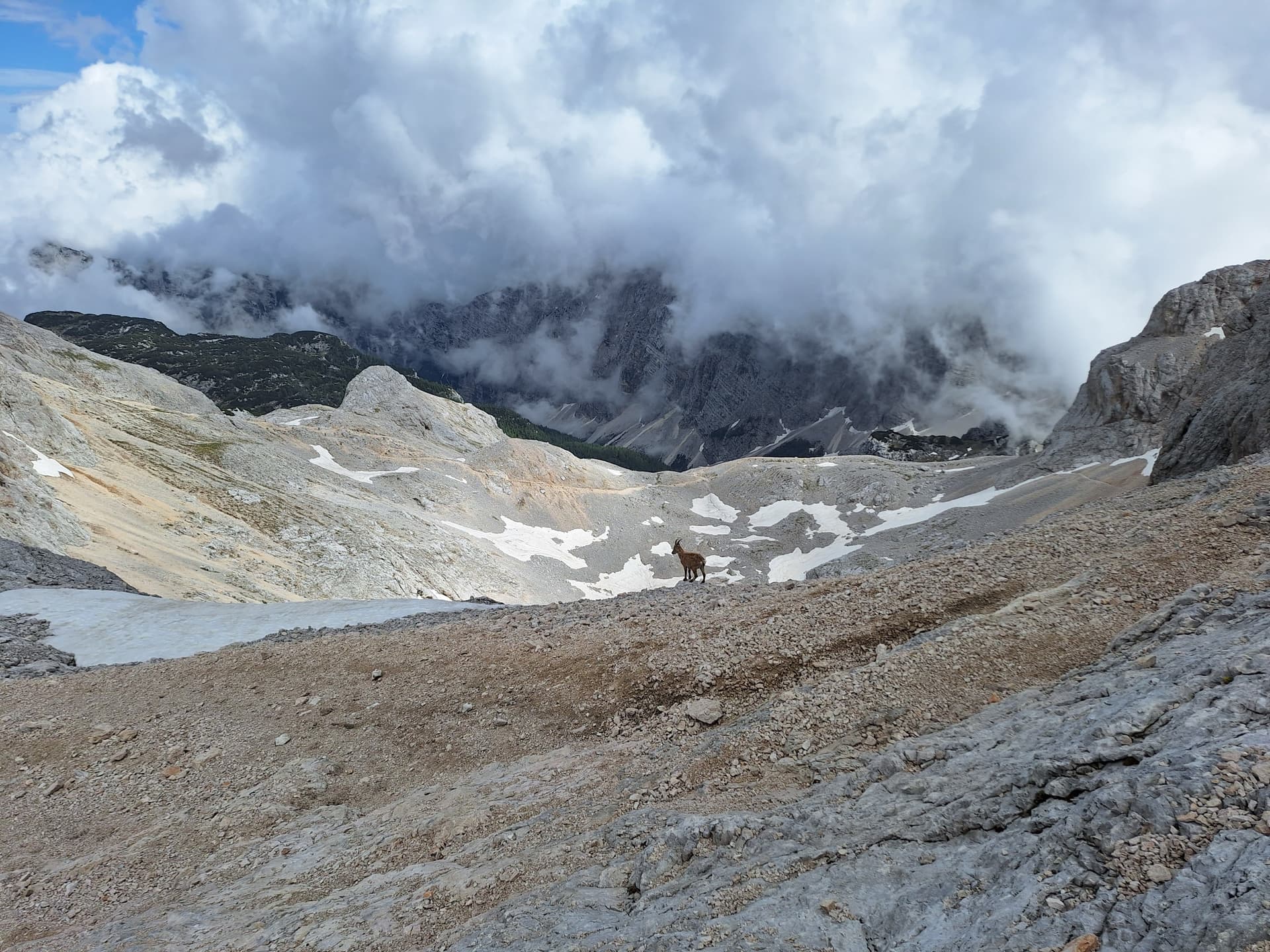 Alpine ibex standing on a rocky mountain plateau with patches of snow and cloudy peaks