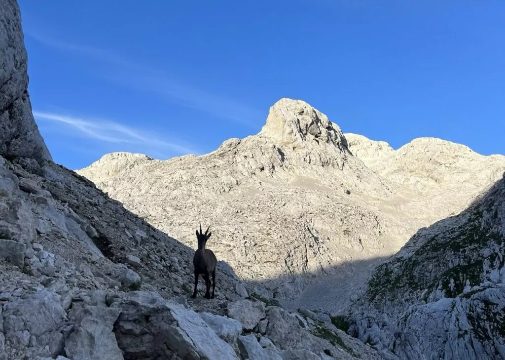 Ein morgendlicher Besucher der Dolic-Hütte Large