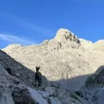 Een ochtendbezoeker van de Dolic hut Groot