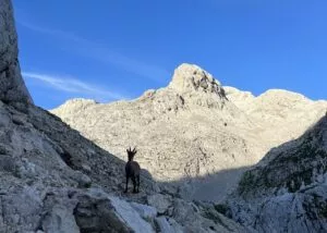 Un visitante matutino de la cabaña Dolic