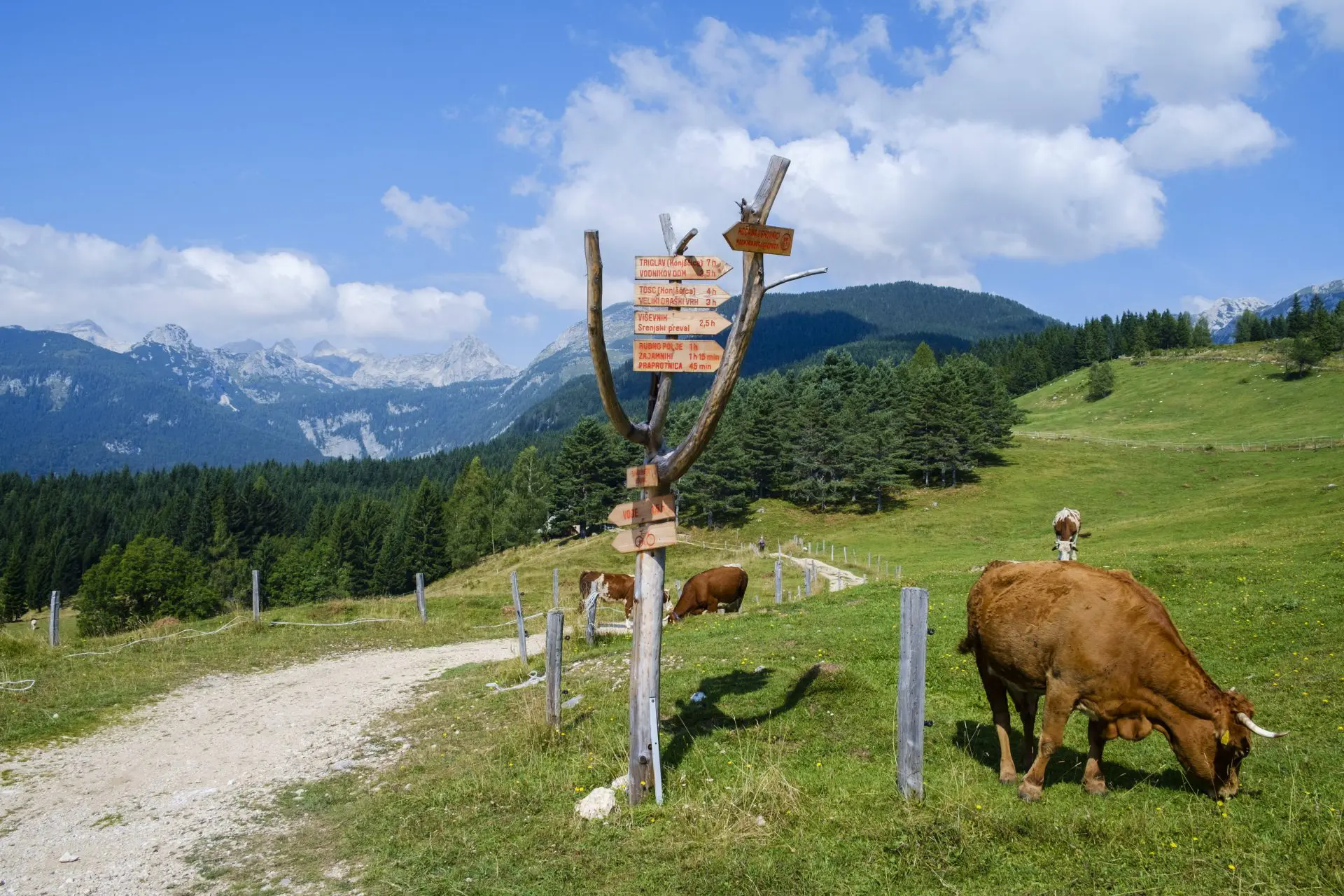 pasto de montaña de uskovnica escalado
